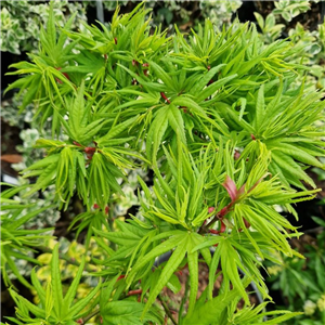 Acer Palmatum 'Mikawa-yatubusa'